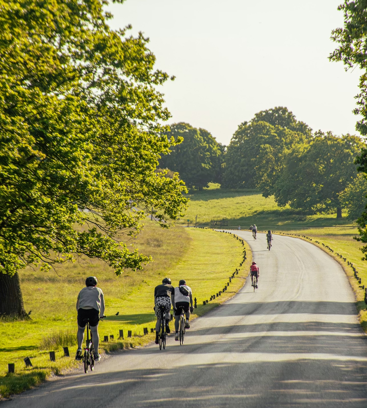Radfahrer fahren auf einer kurvigen Straße durch eine grüne, hügelige Parklandschaft im Sonnenlicht.