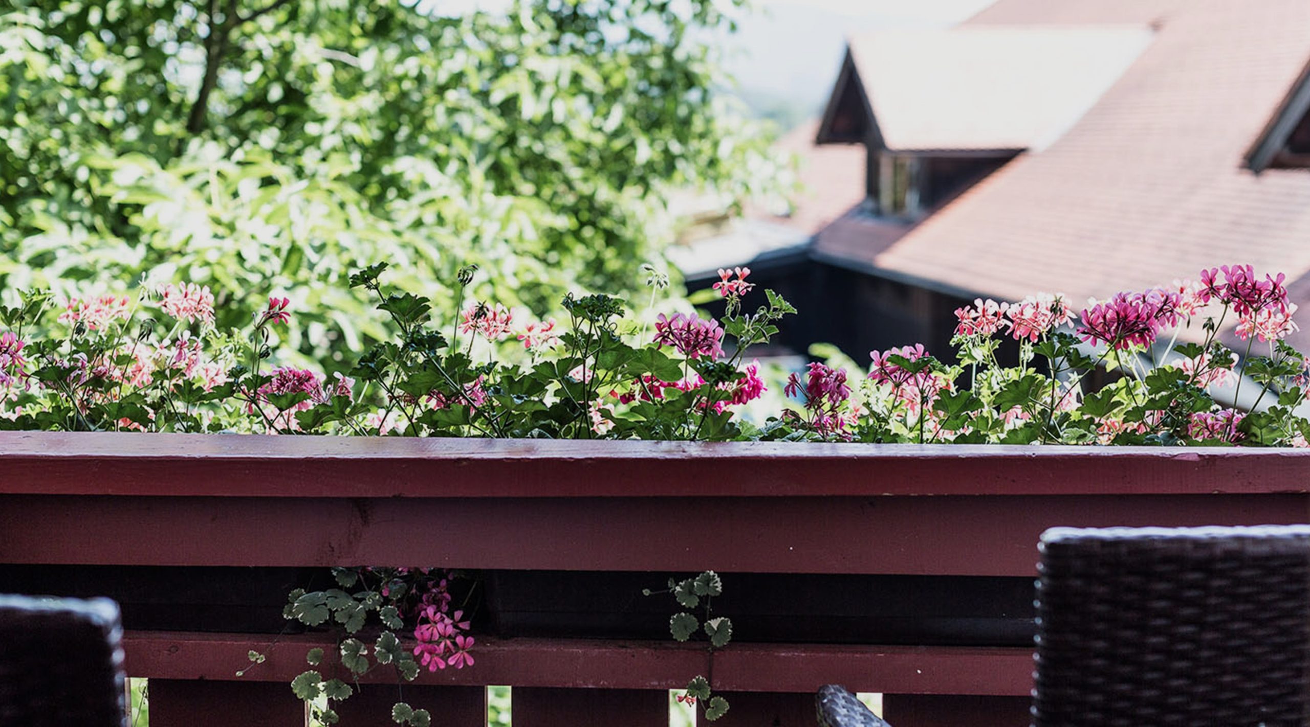 Rosa Geranien blühen in einem Blumenkasten auf einem Balkon vor grünen Bäumen und einem Hausdach.