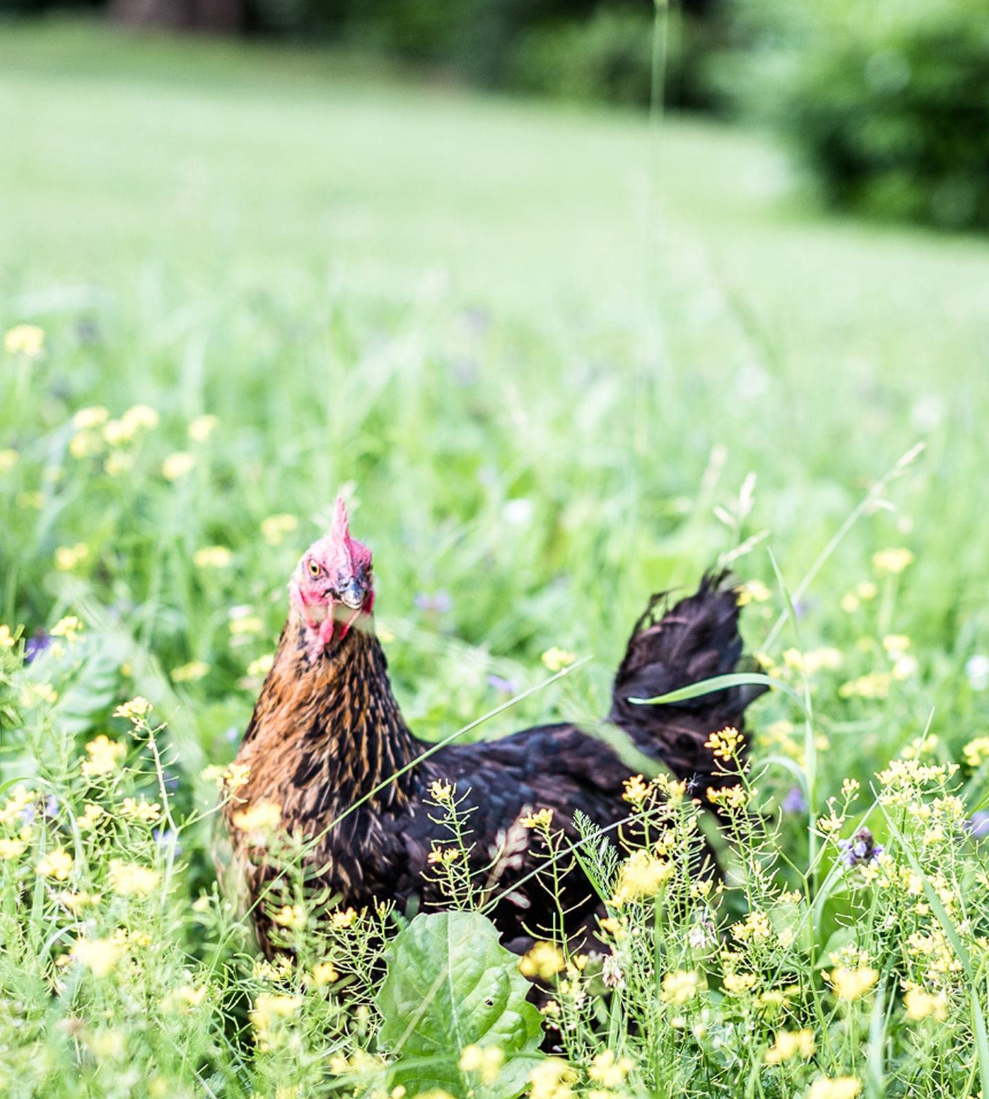 Ein dunkelbraunes Huhn steht auf einer grünen Wiese mit gelben Wildblumen.